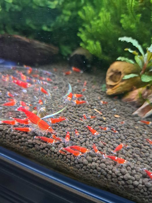 Krewetki Super Crystal Red (rodzaj Caridina)