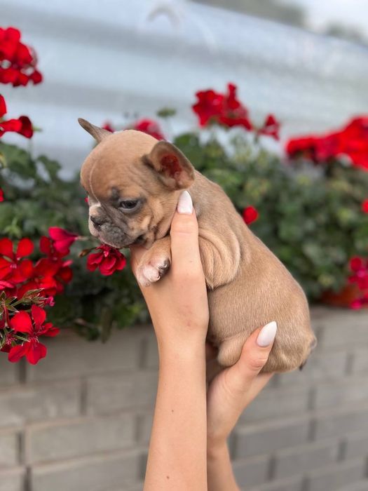 Французські бульдони міні