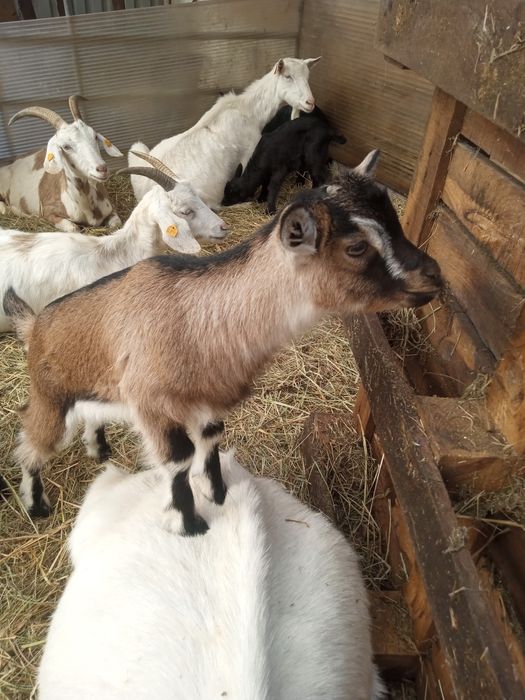 Sprzedam  obornik koński i kozi