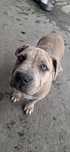 American staffordshire terrier amstaff merle suczka lilac 
Pragn