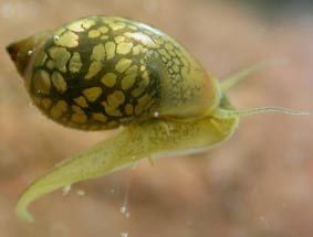 Plantas aquario, fox tail, e caracois physas e pleanorbis corneus