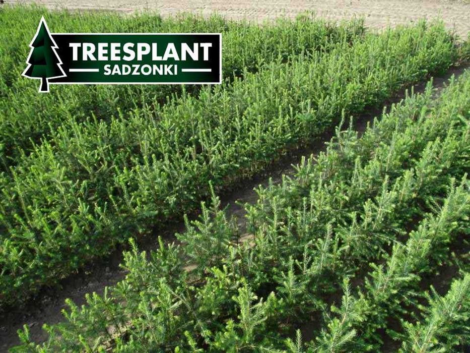 Sadzonki Świerk Pospolity 2/1 do 50 cm do dalszej produkcji / Srebrny