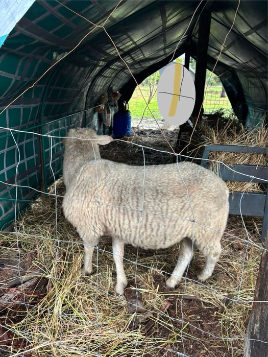 Lote de 7 ovelhas cheias e um carneiro