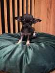 Suczka rasy Chihuahua BLUE TRICOLOR