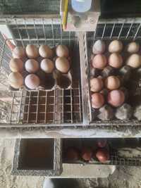 Vendo ovos de brahmas perdiz