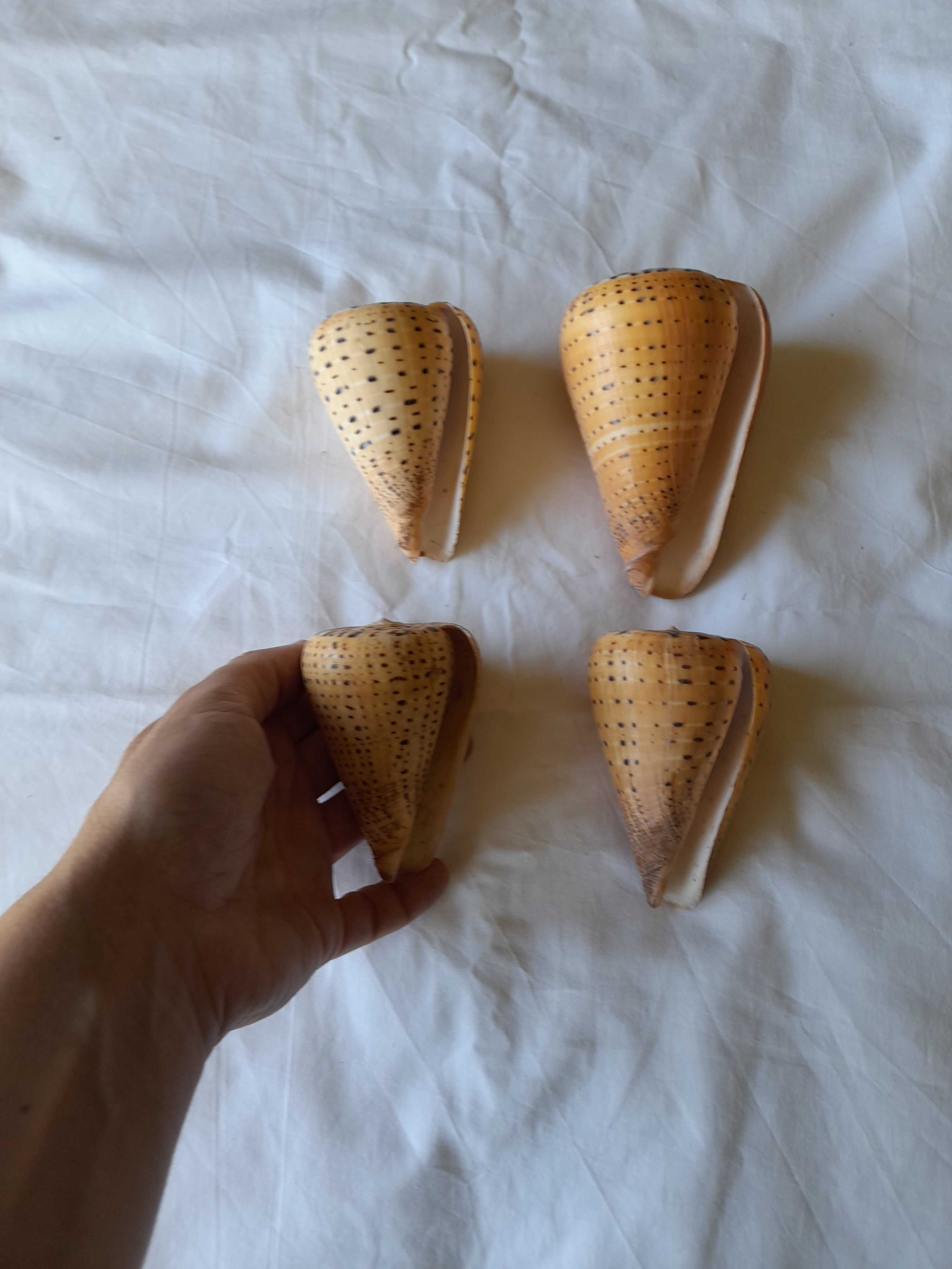 Conjunto 4 conchas marinhas cone betulinus