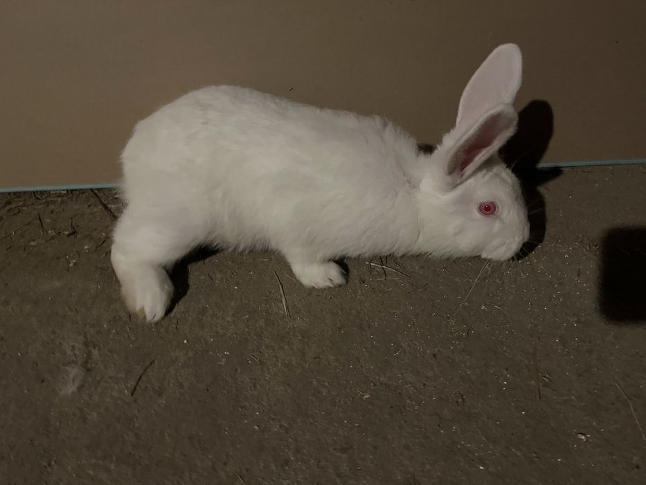 króliki królik Samice Samce