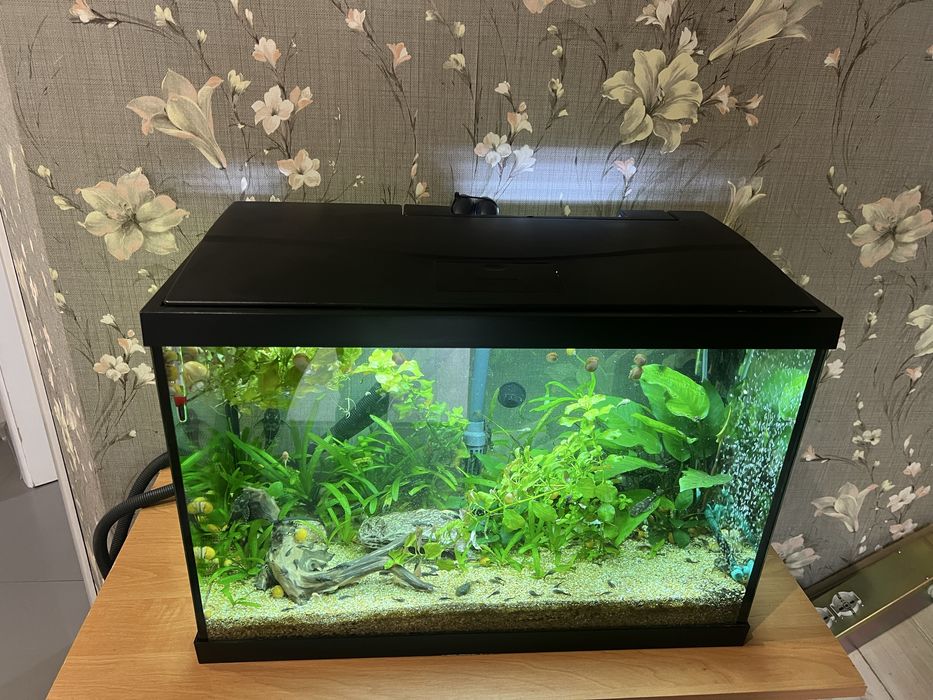 Акваріум, Fluval, 204, рибки