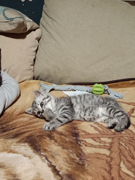 Отдам красивых котят