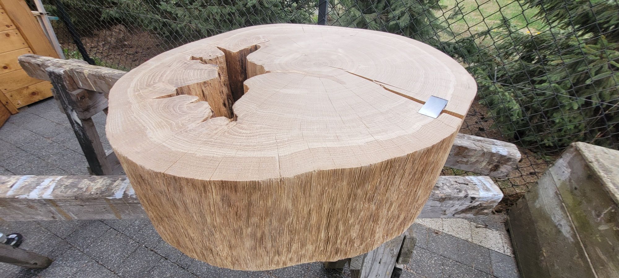 Plastry dębowe-lite około 80cm /20 cm grubość.