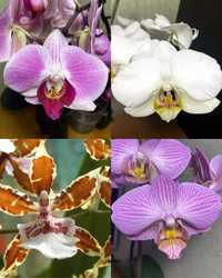 Орхидея Орхідея