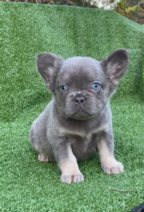 Девочка голубая флаффи