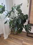 Monstera do Twojego domu