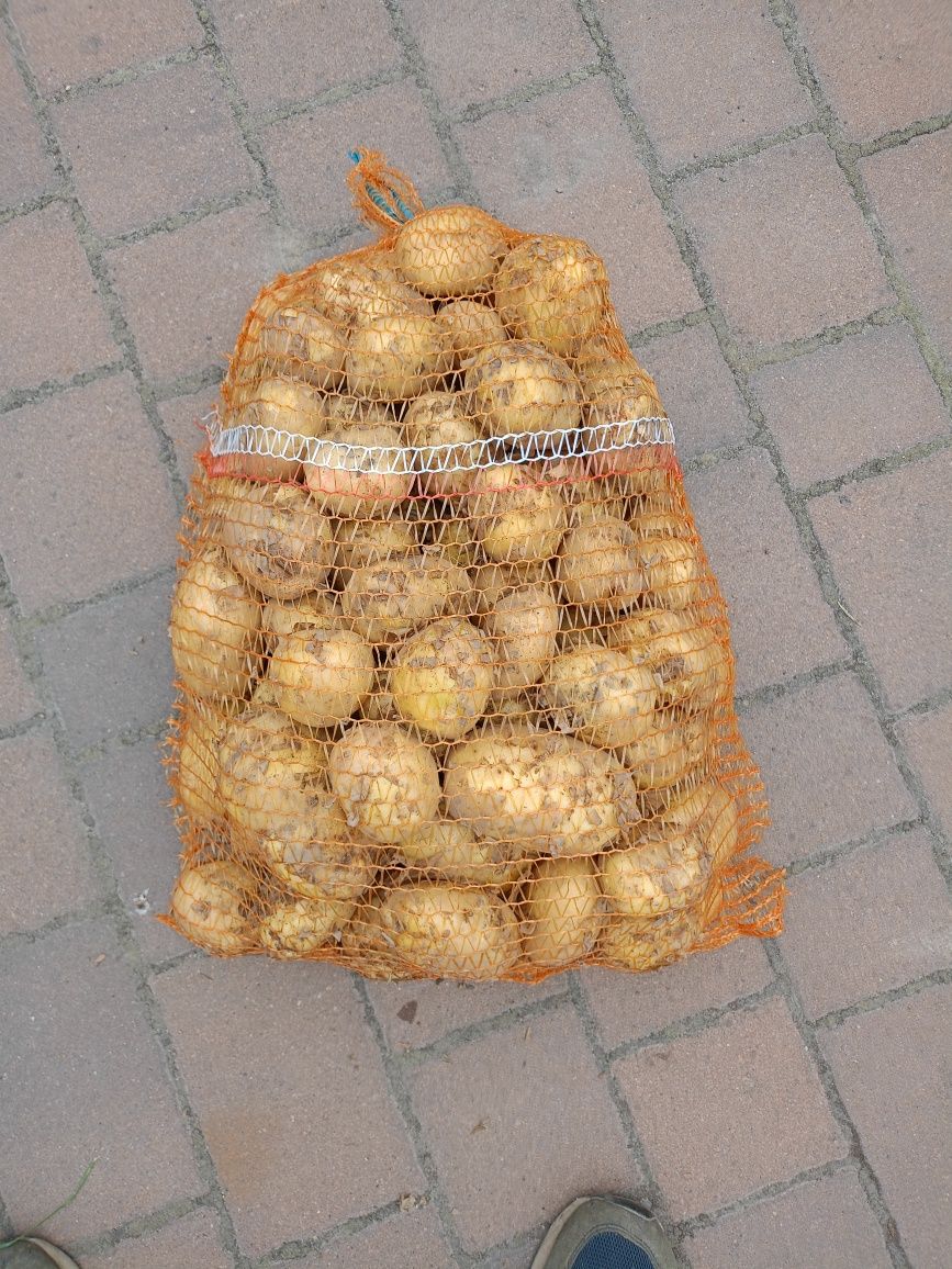 Ziemniaki jadalne