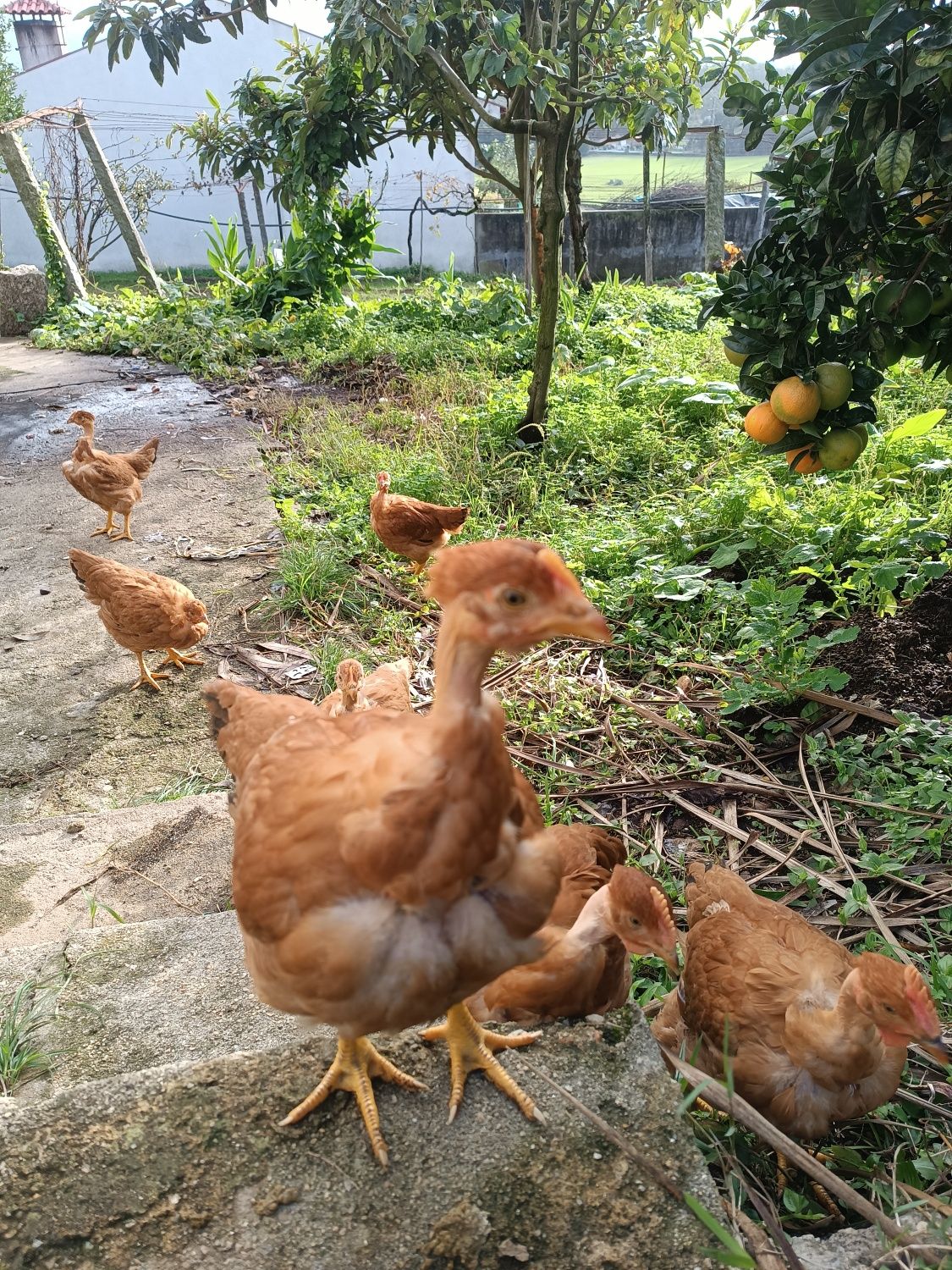 Galos de pescoço careca vermelhos