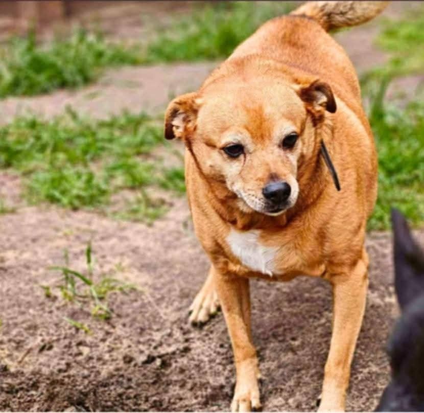 Sunia do Adopcji