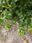 Vendo Uvas - Vinho Branco