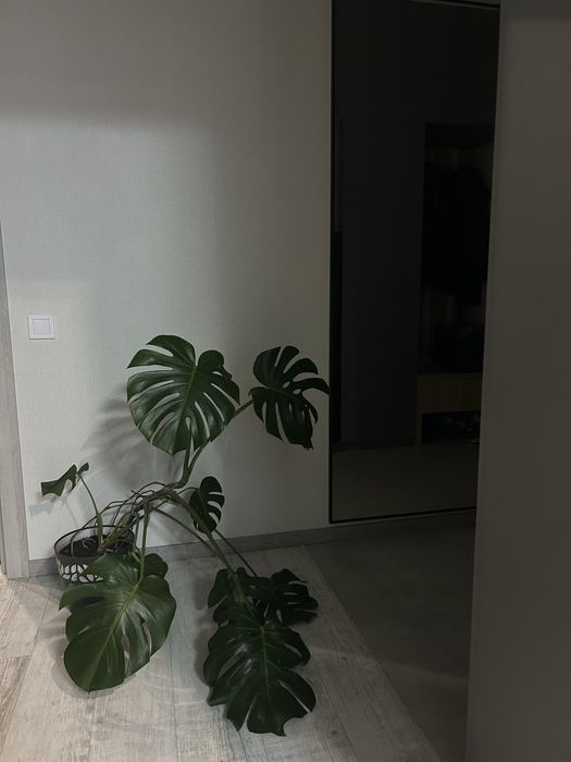 Монстера в горщику кімнатна рослина