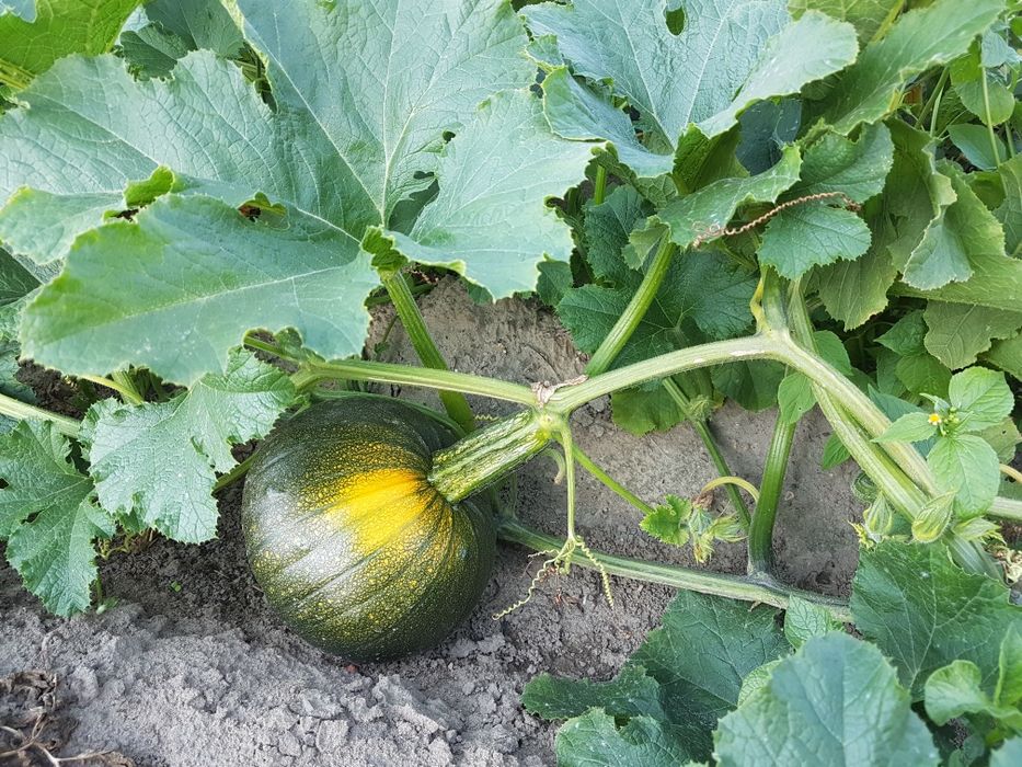 1kg dynia na zupę, dżem ekologiczna, nie pryskana ogródka.