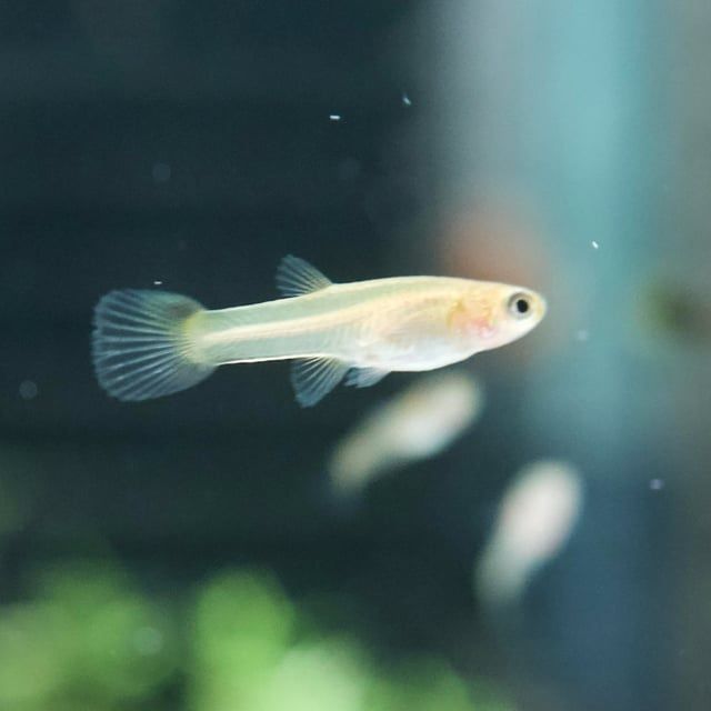 Ofereço Guppy Femea