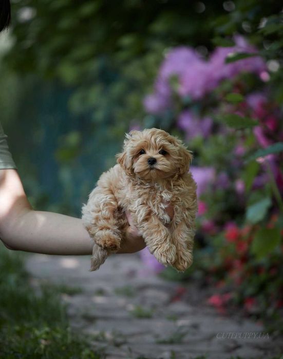 Шикарні цуценята Мальтипу - дівчата