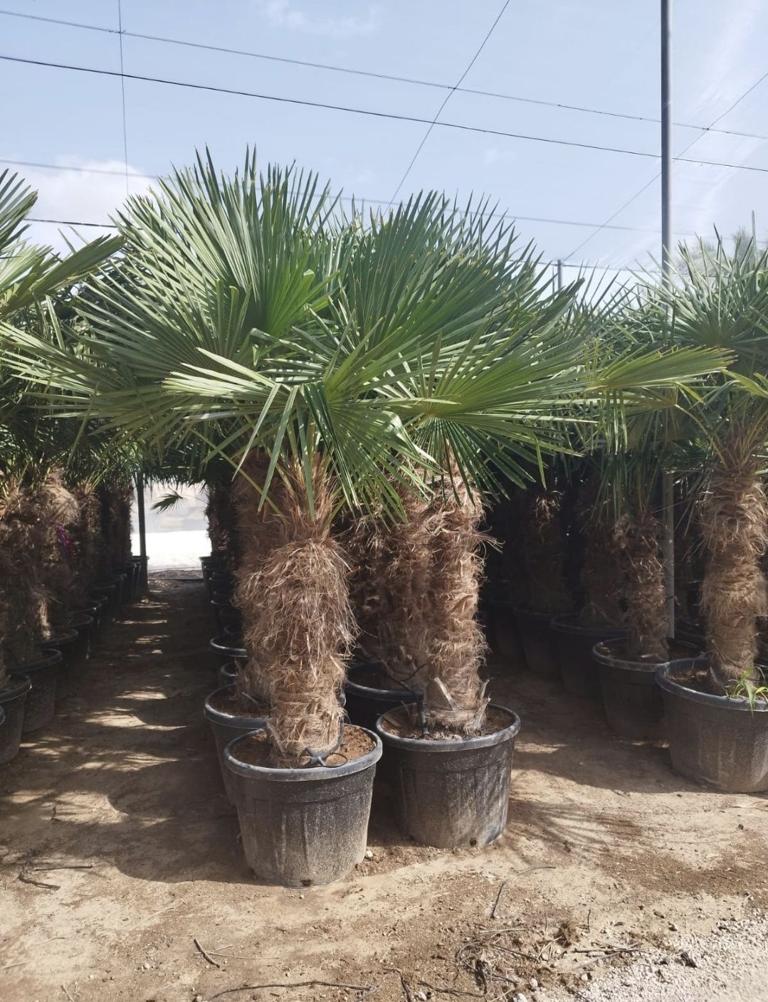 Palma mrozoodporna. Rośliny egzotyczne. Rostrata. Humilis. Treculeana