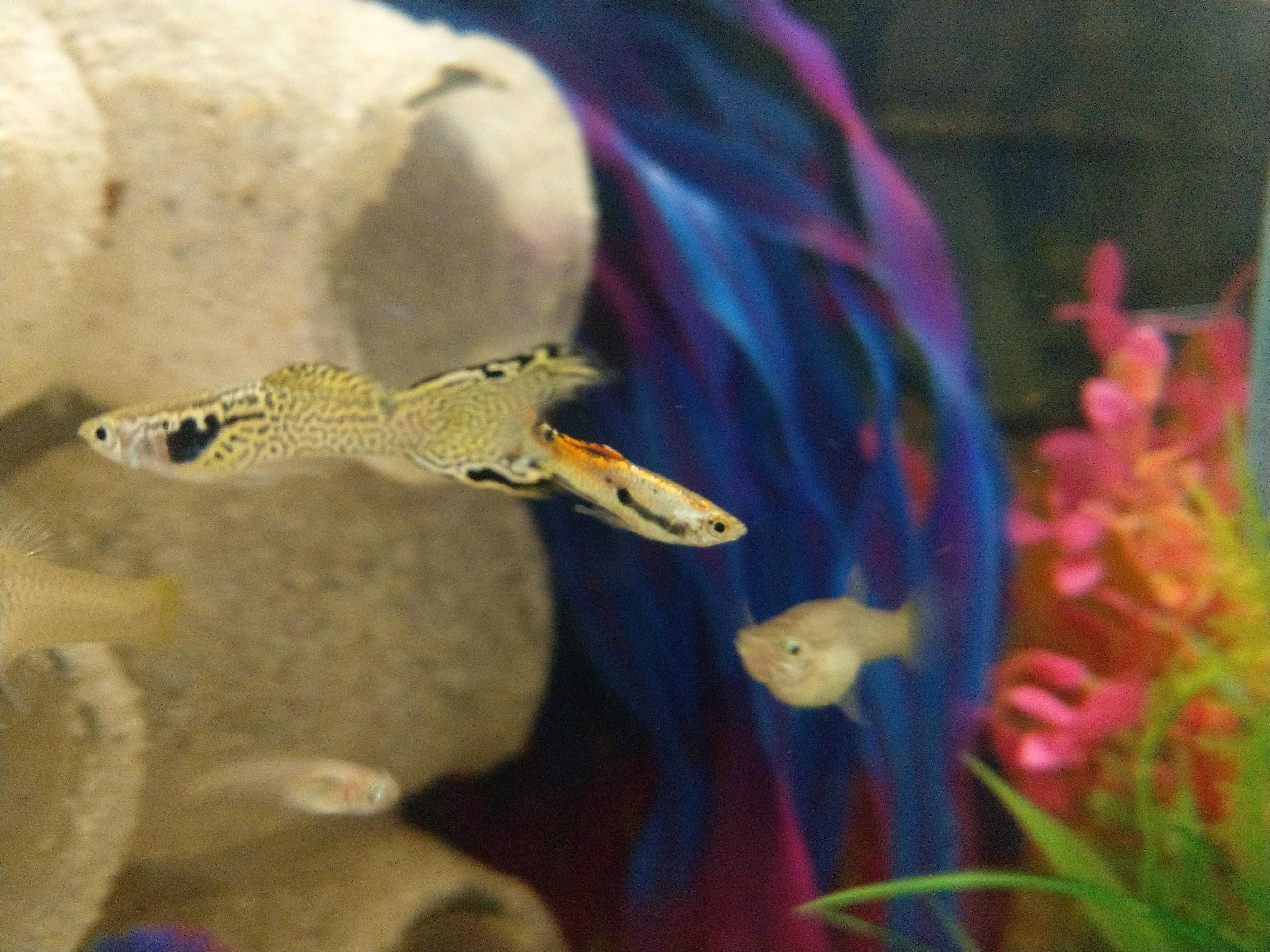 [LX] Guppy Endlers (Poecilia wingei)