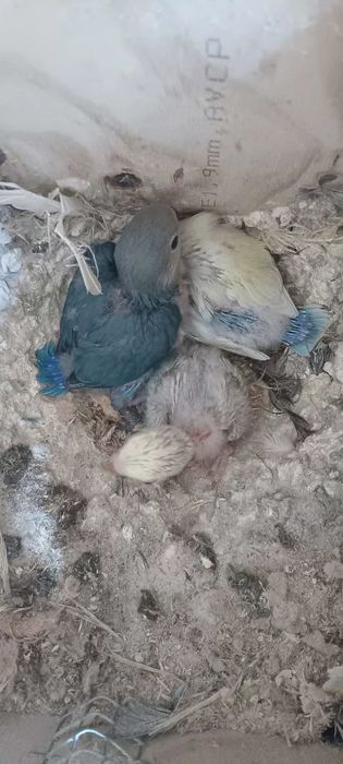 3 Agapornis para criar mão 20€ cada