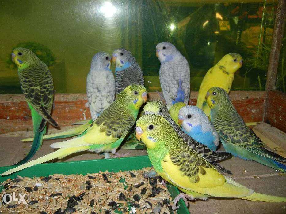 Пацюк, Криска,Гризун,Тваринка