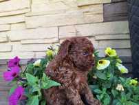 Pudel toy Red Brown z rodowodem ,badania genetyczne