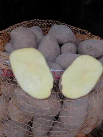 Ziemniaki jadalne Tajfun,Bellarosa (15kg)