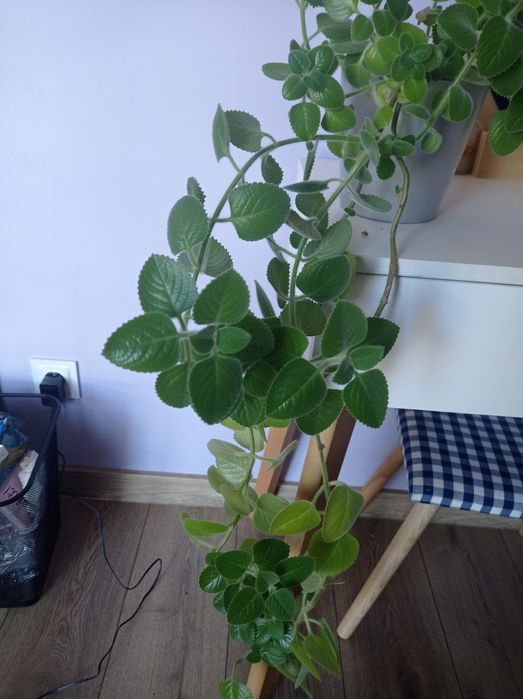 Ogromna mięta meksykańska