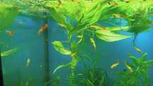Guppies Red Blonde