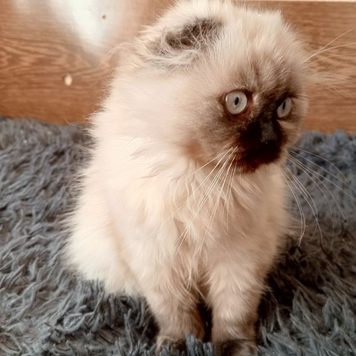 Кошеня шотландська  висловуха