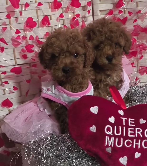 Дівчата красотулі.той пудель