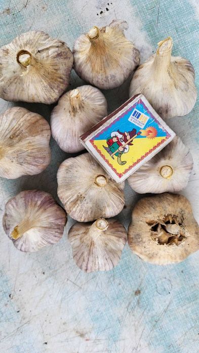 Часник на садінку,їжу