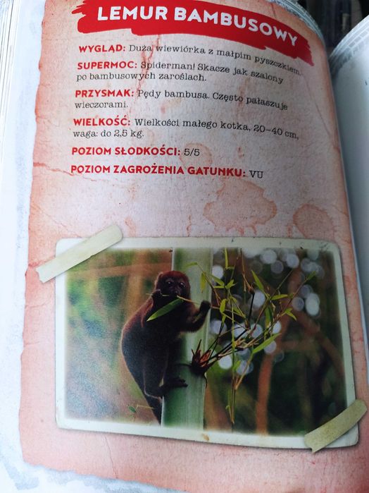 Madagaskar.Klątwa pasiastego lemura.Szymon Radzimierski