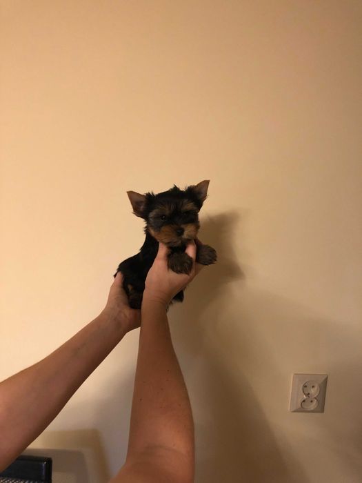 York Yorkshire Terier śliczna  mini sunia