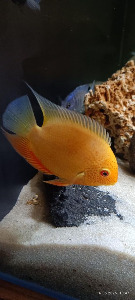 Pielęgnice severum gold