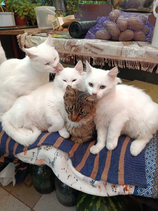 Котики в хорошие руки