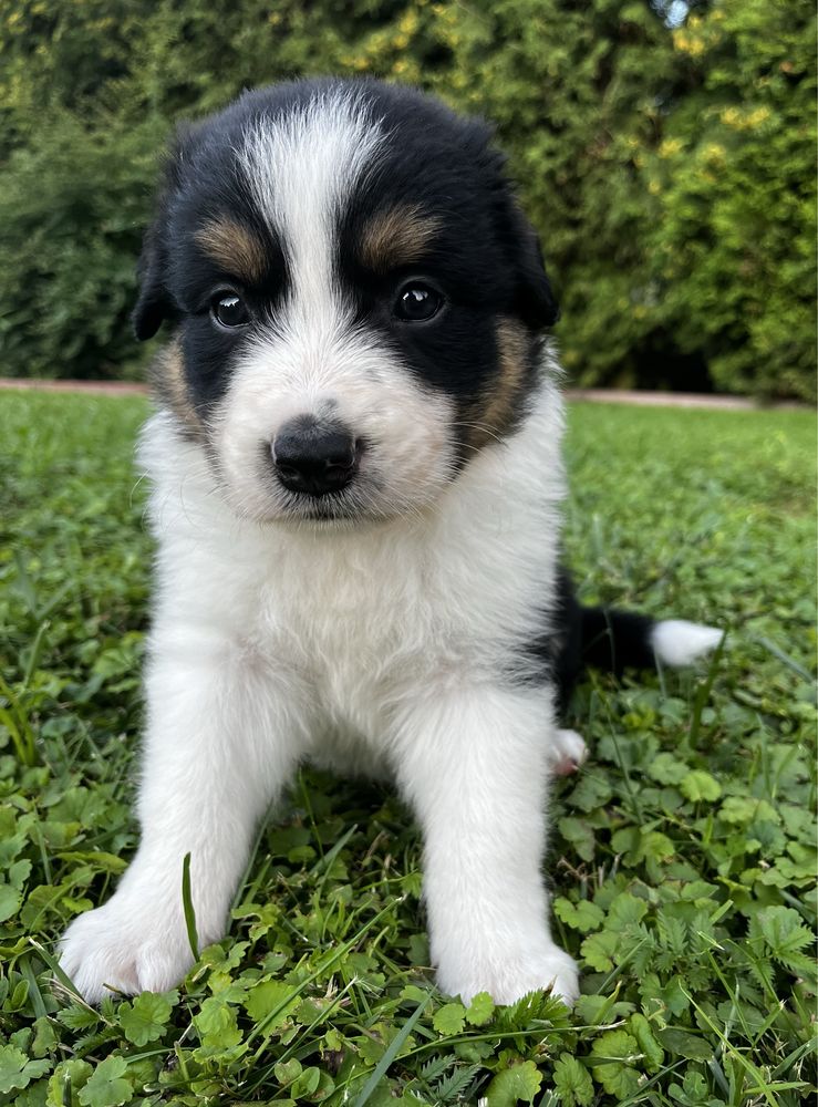 Piesek Border Collie Tricolor
