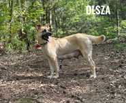 1, 5 roczna, 15 kg przyjazna Olsza adopcja za darmo oddam