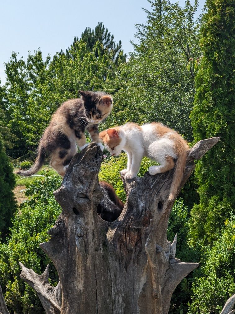 Отдам котят в хорошие руки бесплатно.