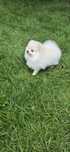 pomeranian  szpic miniaturowy