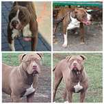 Zapowiedź miotu Pit Bull Red Nose