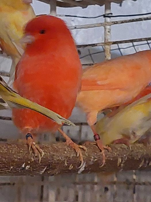 Kanarki samce i samice