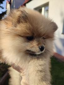 Szpic Miniaturowy Pomeranian