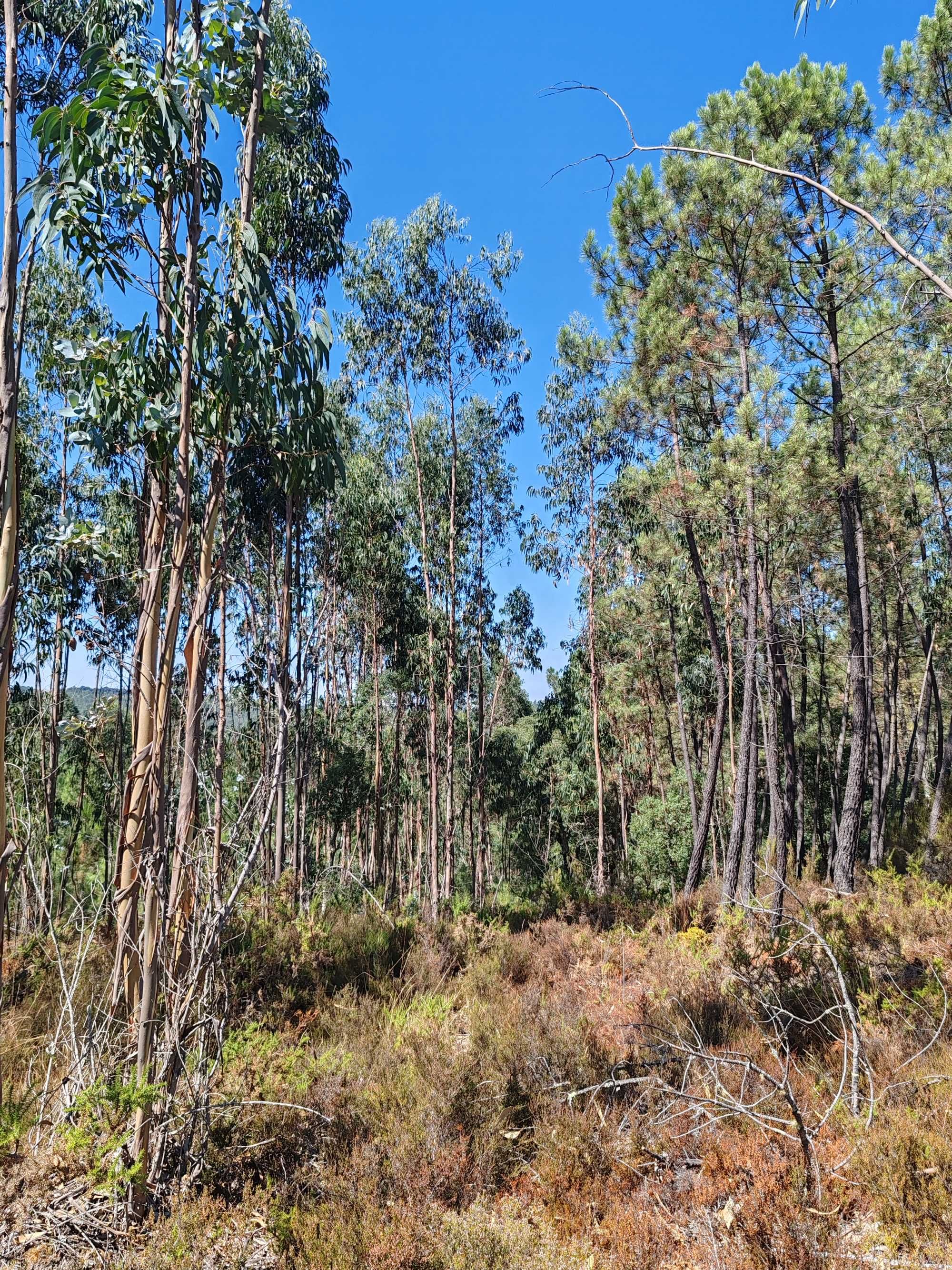 Florestal e construção quase quatro hectares-20km de Coimbra