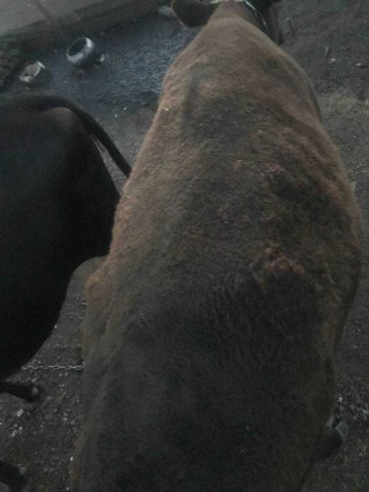 Продам теличку півтора року