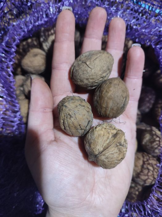 Продам  волоські горіхи